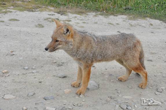 Um coiote acostumado com turistas vem em busca de comida no estacionamento do P. N Tierra del Fuego, região de Ushuaia, no sul da  Argentina